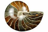 Polished Fossil Nautilus - Madagascar #183296-1